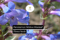 Penstemon Nitidus Seeds - Waxleaf Penstemon Drought-Tolerant Native Wildflower 100mg