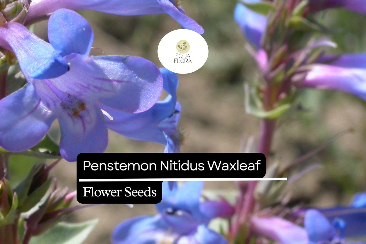 Penstemon Nitidus Seeds - Waxleaf Penstemon Drought-Tolerant Native Wildflower 100mg