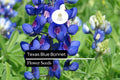 Texas Bluebonnet Seeds - 1g Lupinus texensis Blue Wildflower for Gardens & Meadows