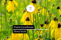 100mg Prairie Coneflower Seeds - Ratibida columnifera Wildflower for Pollinator Gardens
