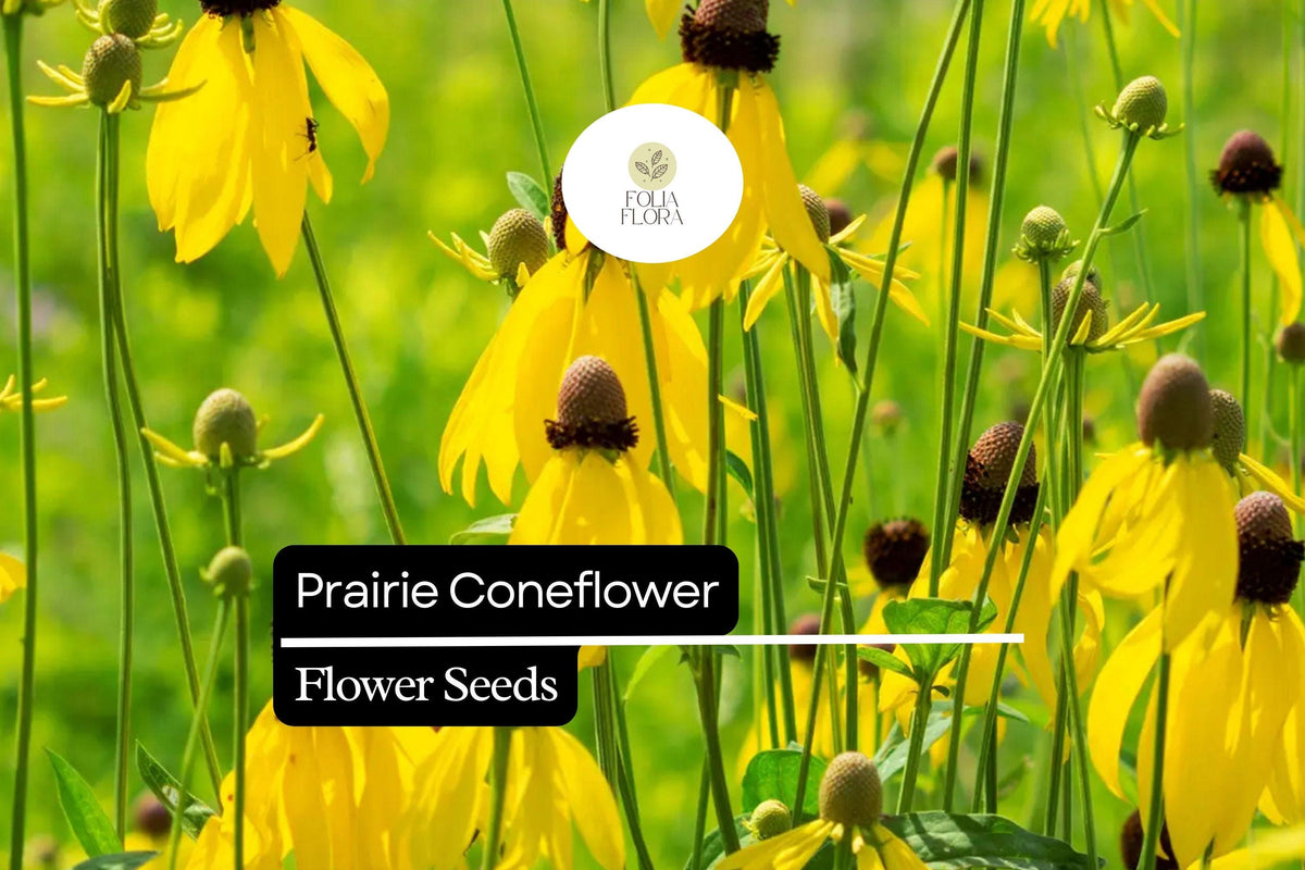 100mg Prairie Coneflower Seeds - Ratibida columnifera Wildflower for Pollinator Gardens