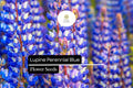 500mg Blue Lupine Seeds - Perennial Lupinus polyphyllus Wildflower