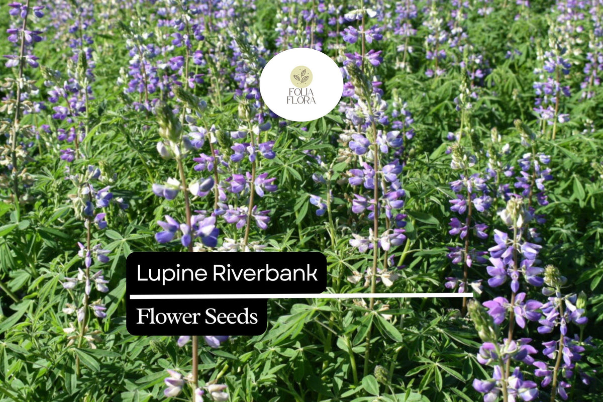 Lupine Riverbank Seeds (Lupinus rivularis) - 500mg Perennial Pollinator Flower for Cottage Gardens