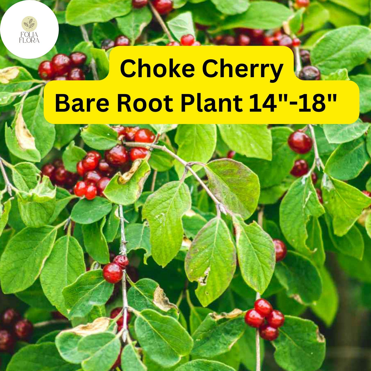 Choke Cherry Tree - Prunus virginiana - Live Bare Root Plant 14"-18"