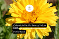 Calendula Pacific Beauty Yellow Dark Seeds - 300mg Golden Edible Blooms (Calendula officinalis)