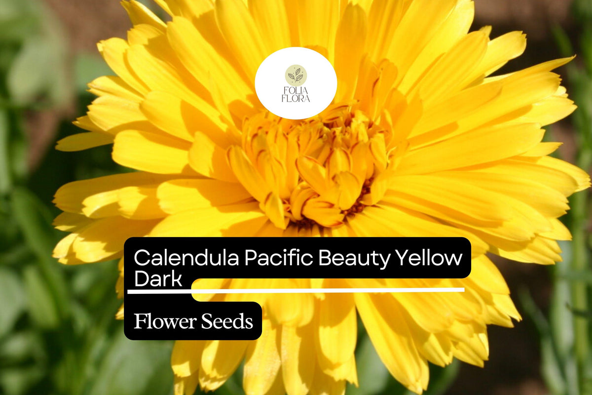 Calendula Pacific Beauty Yellow Dark Seeds - 300mg Golden Edible Blooms (Calendula officinalis)