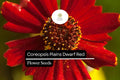 Dwarf Red Coreopsis Seeds - Plains Wildflower Garden Seeds 100mg