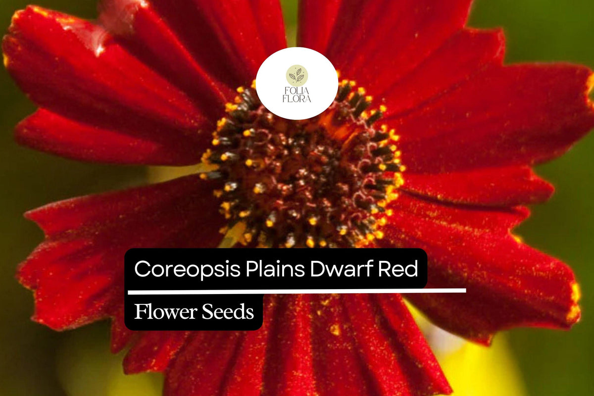 Dwarf Red Coreopsis Seeds - Plains Wildflower Garden Seeds 100mg