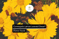 Coreopsis Lance-Leaved Dwarf Seeds – 100 mg Compact Yellow Wildflower