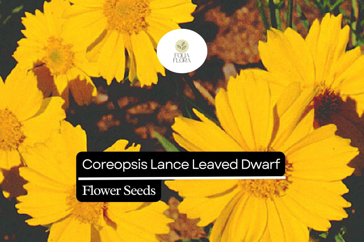 Coreopsis Lance-Leaved Dwarf Seeds – 100 mg Compact Yellow Wildflower