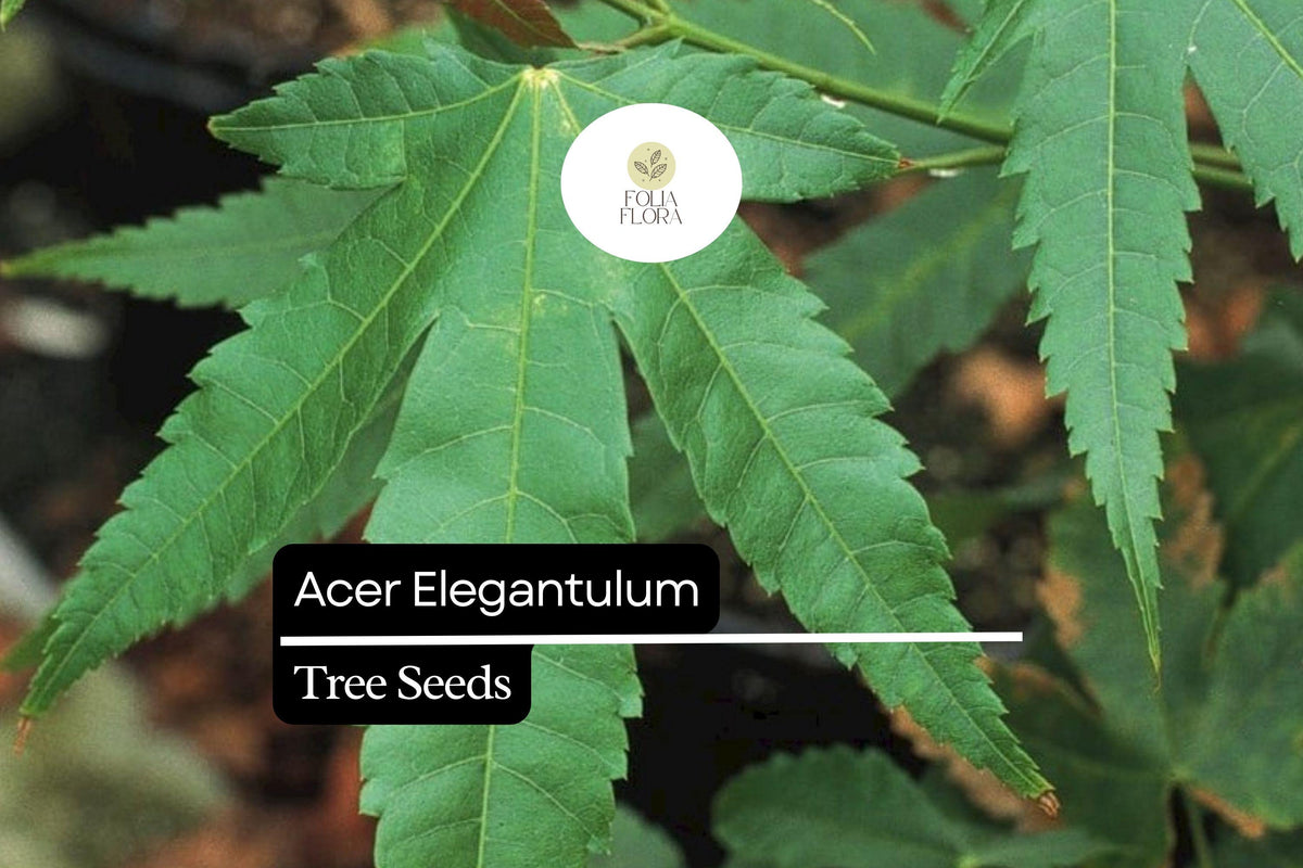 10 Acer elegantulum Seeds – Elegant Maple Tree, Rare Ornamental Shade Tree