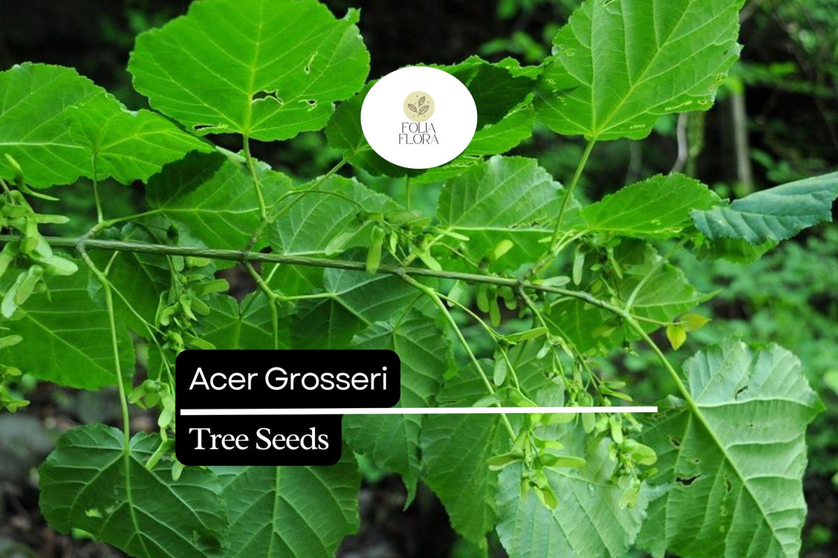 10 Acer grosseri Seeds - Snakebark Maple Rare Ornamental Shade Tree