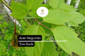10 Boxelder Maple Seeds - Acer negundo Fast-Growing Shade Tree