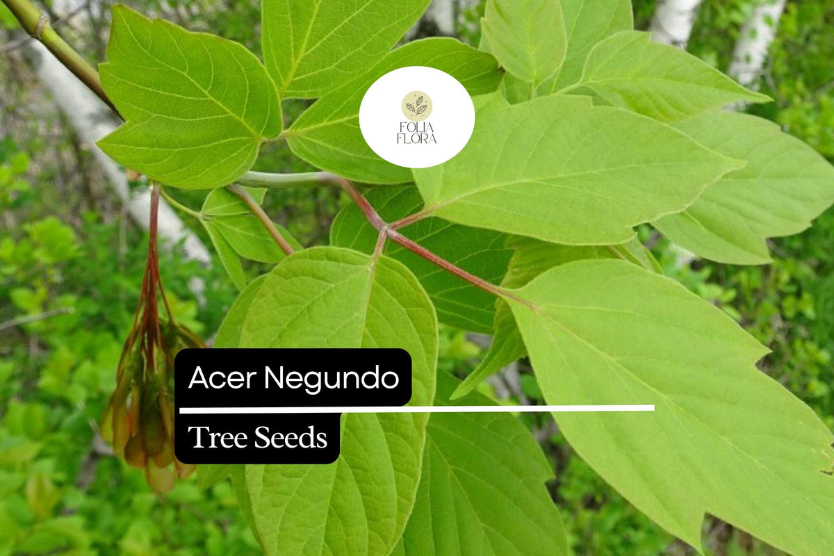 10 Boxelder Maple Seeds - Acer negundo Fast-Growing Shade Tree