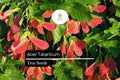 10 Tatarian Maple Tree Seeds - Acer tataricum Hardy Deciduous Ornamental Shade Tree