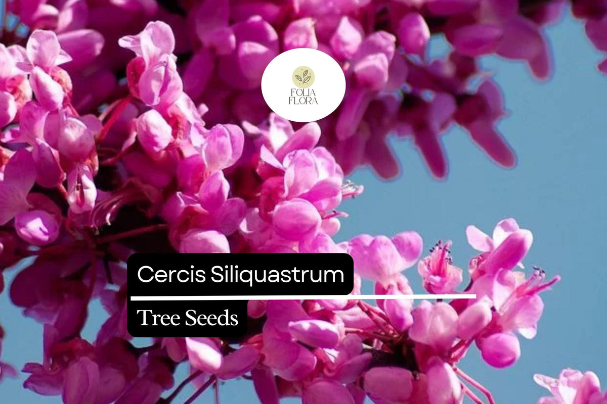 10 Judas Tree Seeds - Cercis siliquastrum Pink Spring Blossoms Ornamental Deciduous Tree