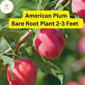 American Plum Tree – Live Bare Root Plant, Edible Fruit, 2-3 ft