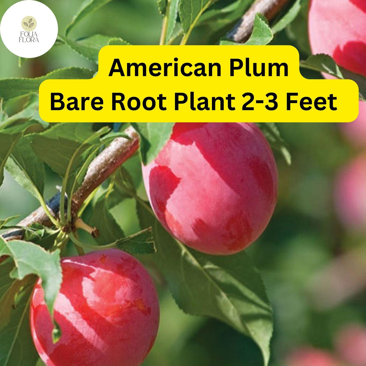 American Plum Tree – Live Bare Root Plant, Edible Fruit, 2-3 ft