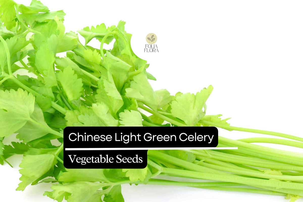 500 Chinese Light Green Celery Seeds – Heirloom Crisp Mild Tender Stalks