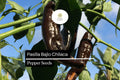 Pasilla Bajio Chilaca Pepper Seeds – 25 Seeds, Mild Smoky Mexican Chile, Capsicum annuum