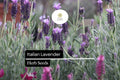 Italian Lavender Seeds – 50 Lavandula stoechas Fragrant Purple Herb Seeds