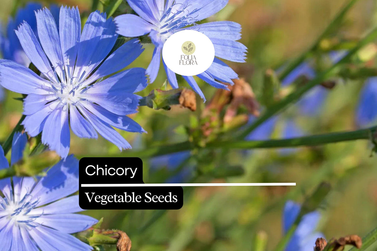 3000 Chicory Seeds, Cichorium intybus, Heirloom Edible Greens & Root Herb