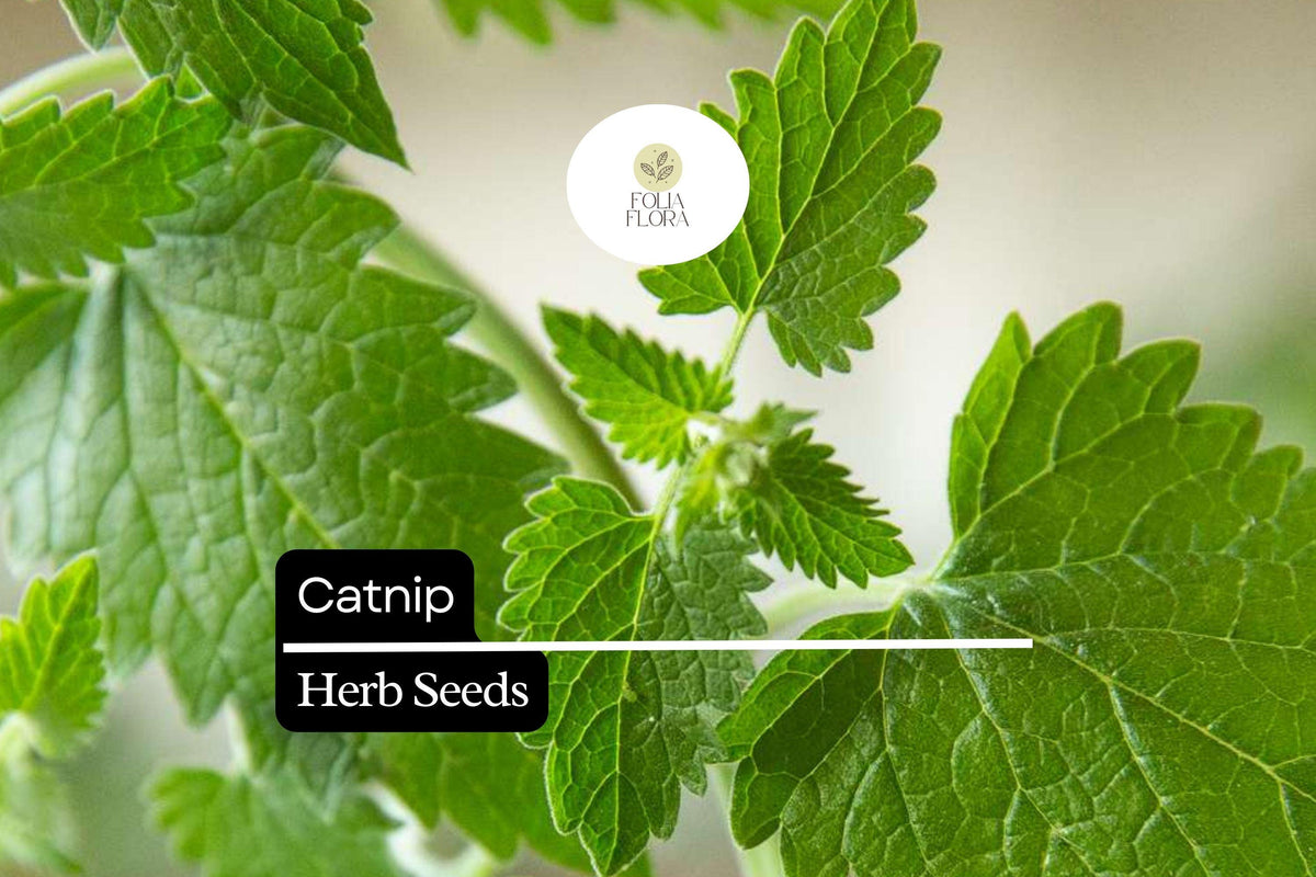2000 Catnip Seeds, Nepeta Cataria, Aromatic Herb for Cats and Gardens