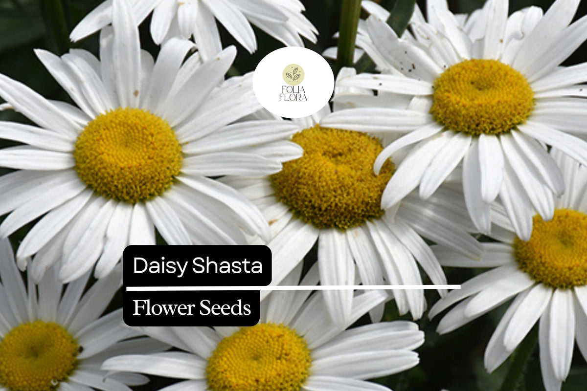 Shasta Daisy Seeds – 400 Leucanthemum × superbum White Perennial Flower Seeds