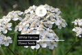 White Yarrow Seeds – 1000 Achillea millefolium Perennial Pollinator-Friendly Herb