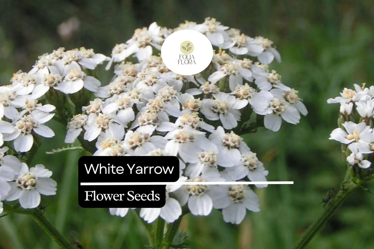 White Yarrow Seeds – 1000 Achillea millefolium Perennial Pollinator-Friendly Herb