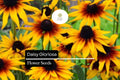 1000 Gloriosa Daisy Seeds - Rudbeckia Hirta Bright Yellow-Orange Perennial Wildflowers