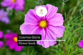 200 Cosmos Gloria Seeds – Bright Pink Pollinator-Friendly Blooms