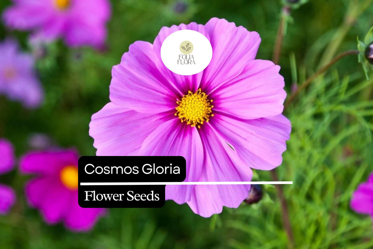 200 Cosmos Gloria Seeds – Bright Pink Pollinator-Friendly Blooms