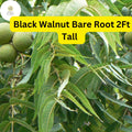 2 Black Walnut Tree Saplings, 2ft Bare Root Juglans nigra, Nut-Producing