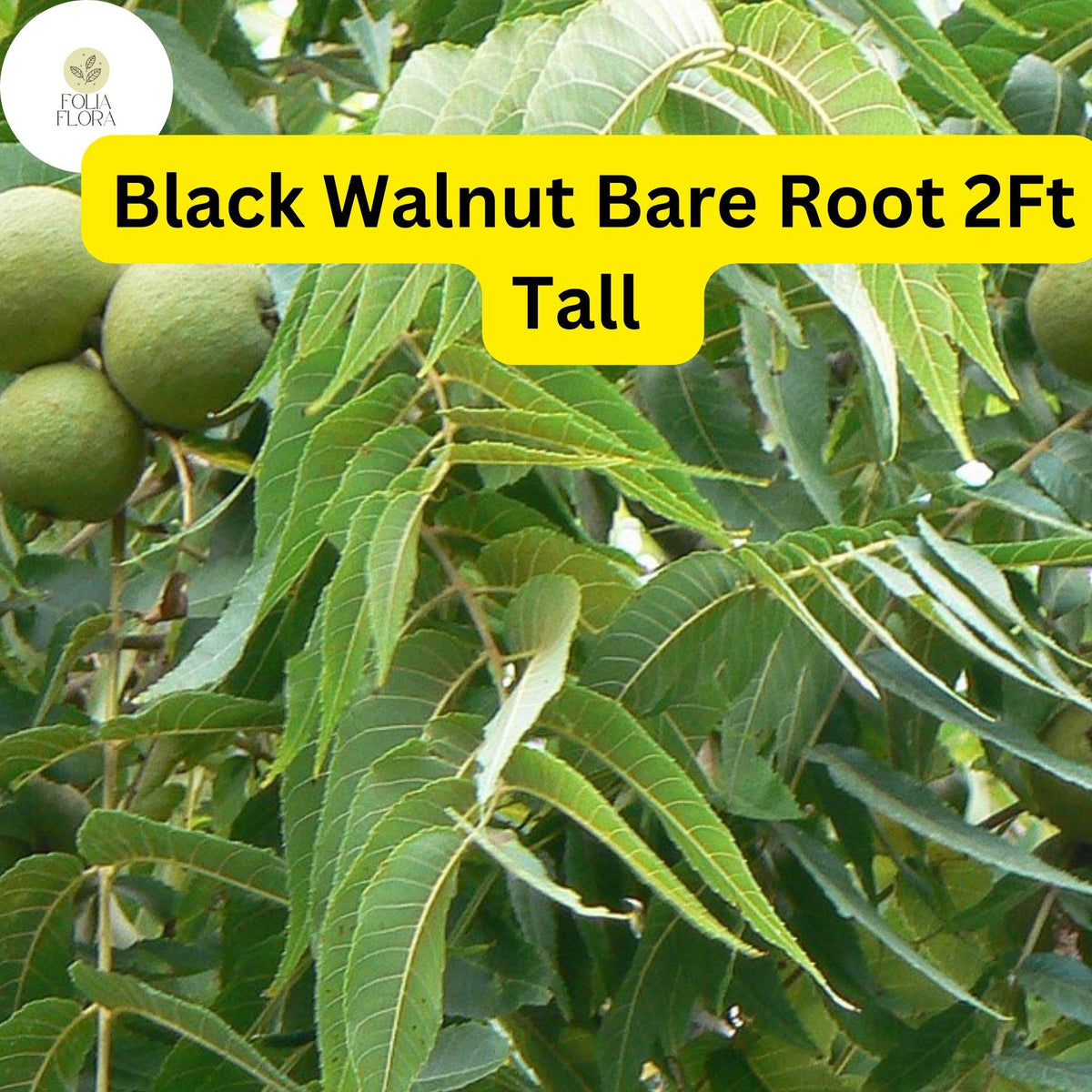 2 Black Walnut Tree Saplings, 2ft Bare Root Juglans nigra, Nut-Producing