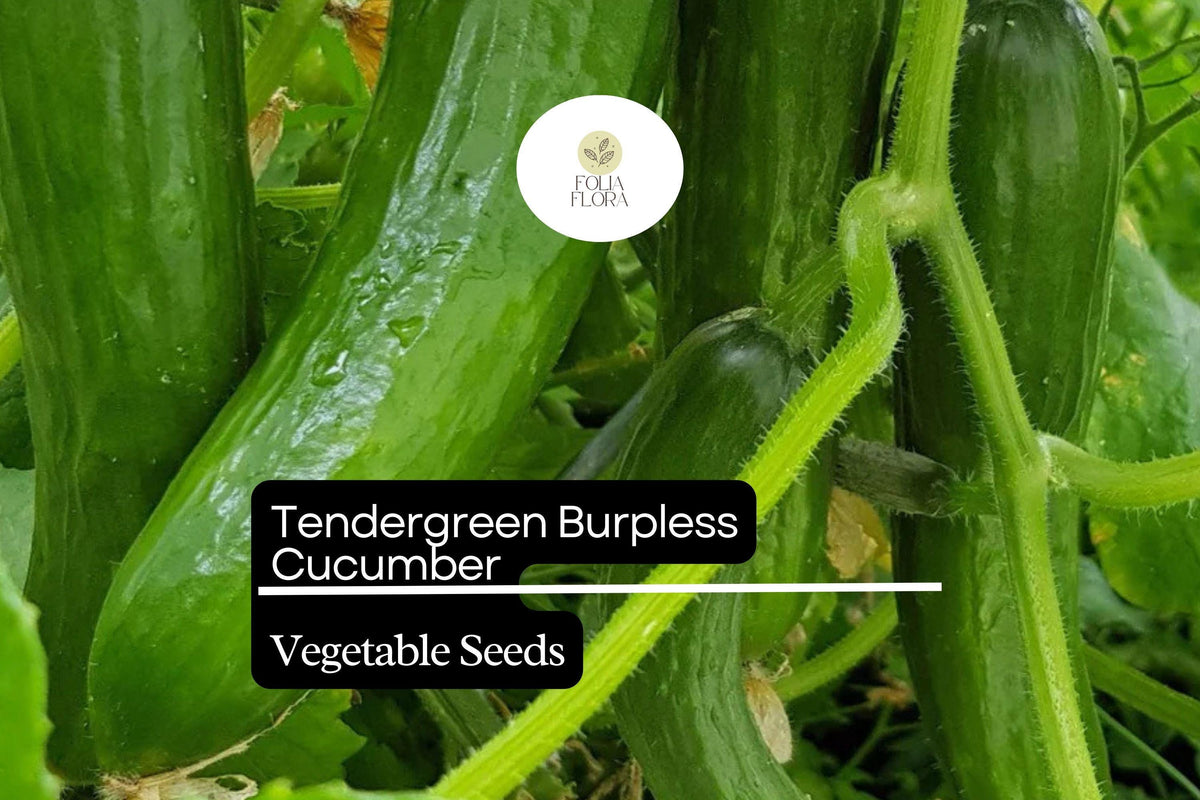 Tendergreen Cucumber Seeds – Burpless, Non-Bitter, Garden Favorite (50 Seeds)