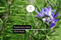 25 Rosemary Seeds – Salvia rosmarinus Aromatic Herb for Culinary & Ornamental Gardens