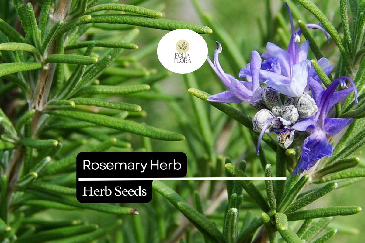 25 Rosemary Seeds – Salvia rosmarinus Aromatic Herb for Culinary & Ornamental Gardens