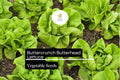 Buttercrunch Lettuce Seeds – 500 Seeds, Lactuca sativa, Sweet & Tender Garden Favorite