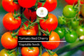 Red Cherry Tomato Seeds – Sweet, Bite-Sized, High Yield (50 Seeds)