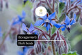 Borage Seeds – 100 Heirloom Borago officinalis for Pollinator Gardens & Edible Flowers