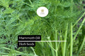 500 Mammoth Dill Seeds – Anethum graveolens Aromatic Herb for Culinary Use & Pollinator Gardens