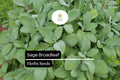 Broadleaf Sage Seeds – 50 Salvia officinalis Seeds for Culinary Herb Gardens
