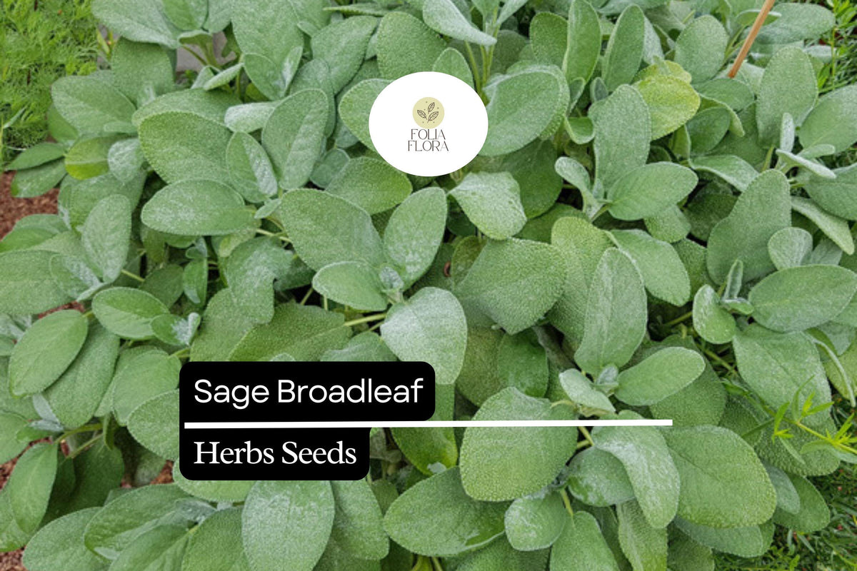 Broadleaf Sage Seeds – 50 Salvia officinalis Seeds for Culinary Herb Gardens