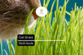50 Cat Grass Seeds - Agropyron Cristatum, Safe Grass for Cats to Chew