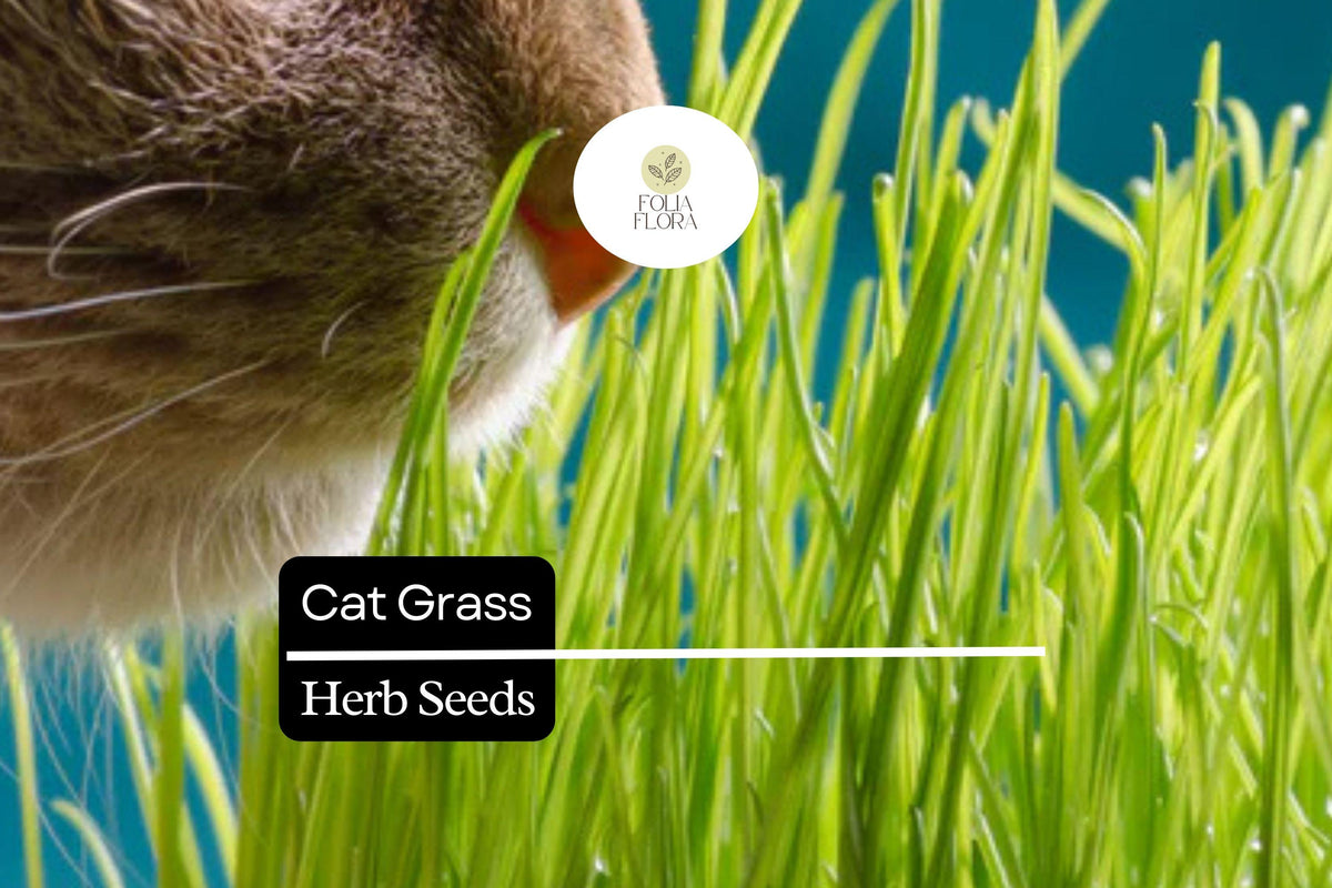 50 Cat Grass Seeds - Agropyron Cristatum, Safe Grass for Cats to Chew