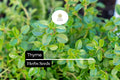 Thyme Seeds (Thymus vulgaris) – 300 Culinary Herb Seeds for Cooking & Pollinator Gardens