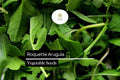 500 Roquette Arugula Seeds – Eruca vesicaria Peppery Salad Greens