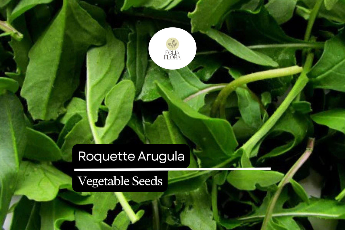 500 Roquette Arugula Seeds – Eruca vesicaria Peppery Salad Greens