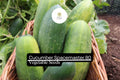 50 Spacemaster 80 Cucumber Seeds – Compact, Productive Variety for Small Gardens